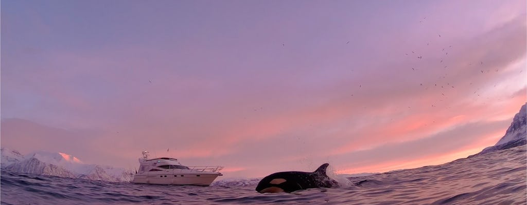 Obserwacja wielorybów polarnych Wycieczka z przewodnikiem z Tromsø do Skjervøy