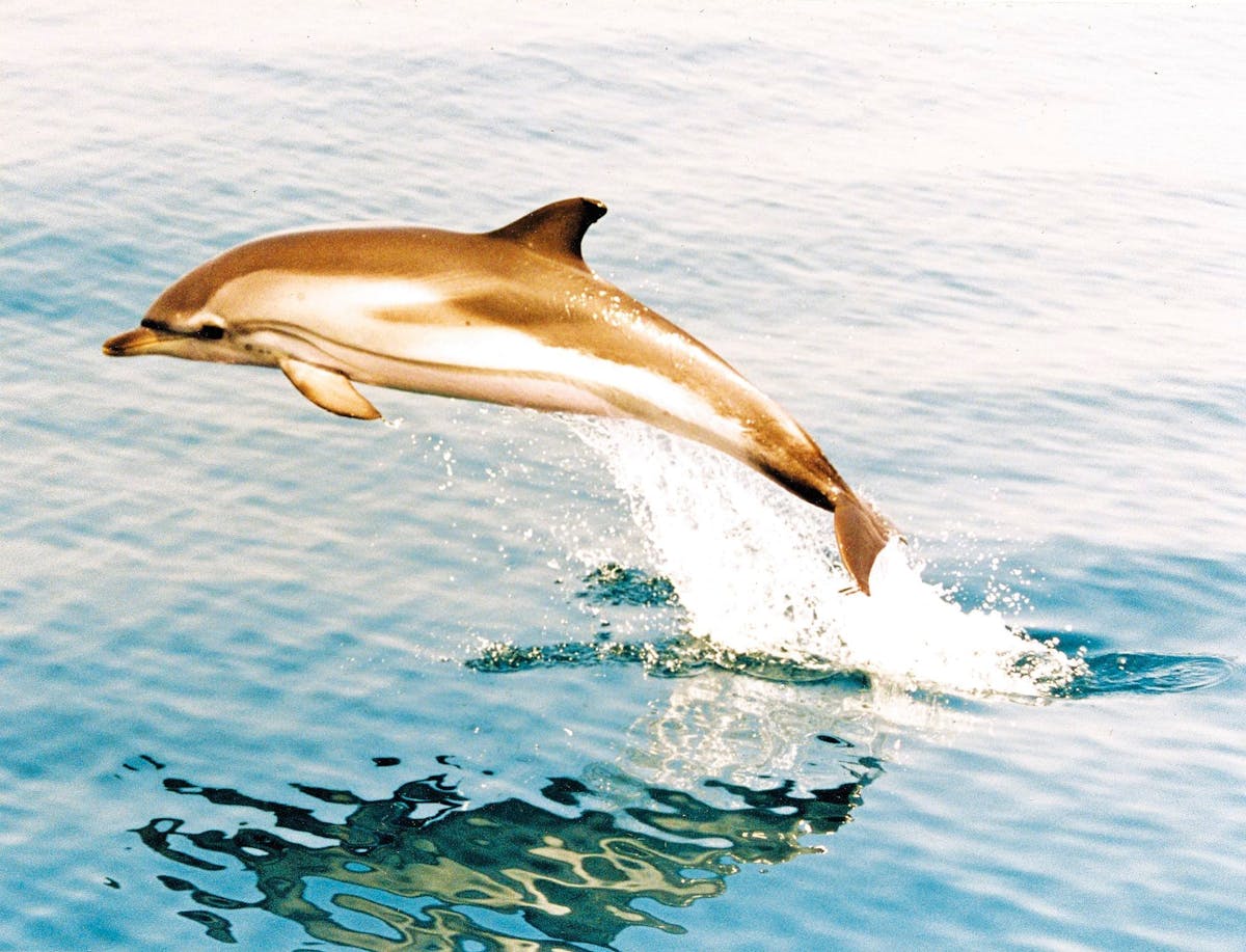 Gibraltar Day Trip with Dolphin Watching Boat Trip