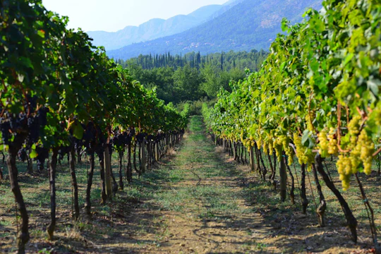 Pelješac private winery tour from Dubrovnik