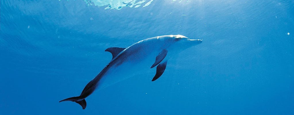 Billet pour une rencontre avec les dauphins à Isla Discovery