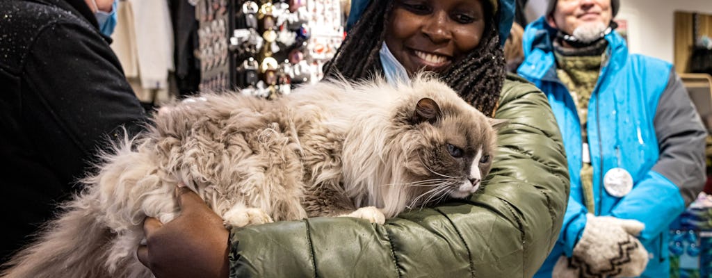 Visite privée à pied de Reykjavik pour les amoureux des chats