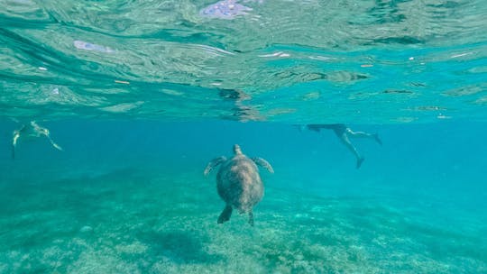 Przygoda z żółwiami Akumal i Cenote Nohoch
