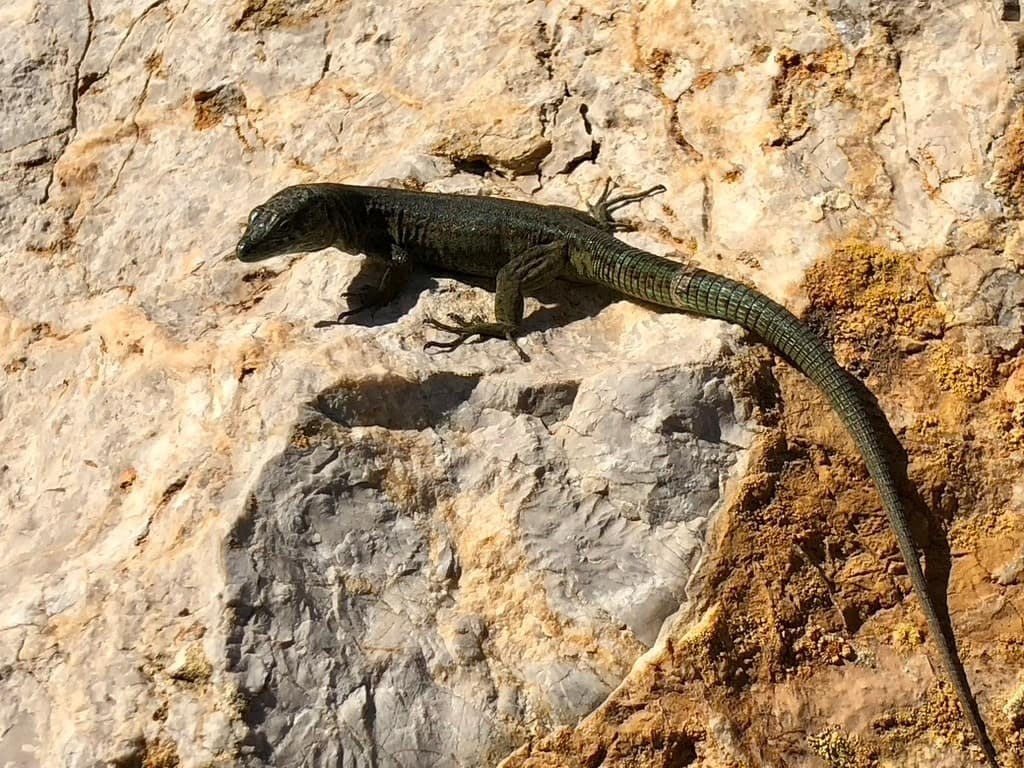 Dragonera Island kayak tour in Majorca