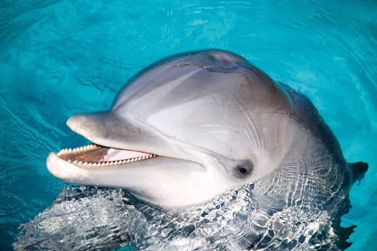 Aventure Bronze avec les dauphins