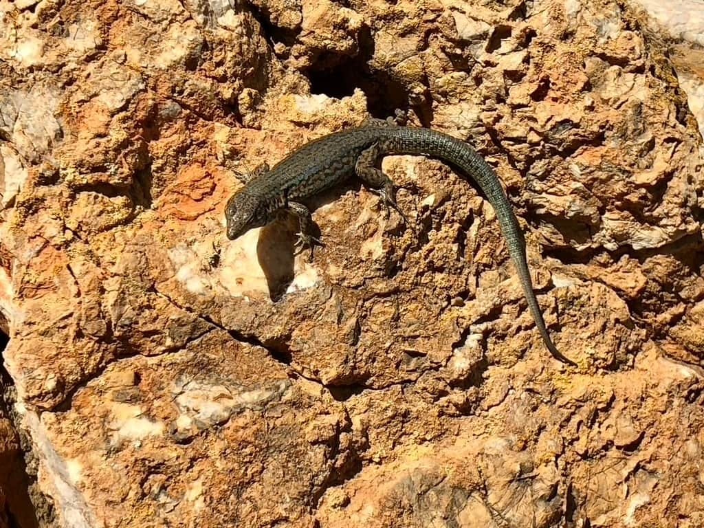 Dragonera Island kayak tour in Majorca