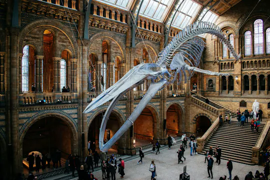 Entrada reservada e visita áudio ao Museu de História Natural de Londres