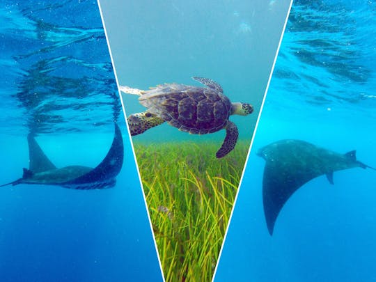 Passeio de mergulho com snorkel em Cancún com tartarugas, arraias e recife de Meco