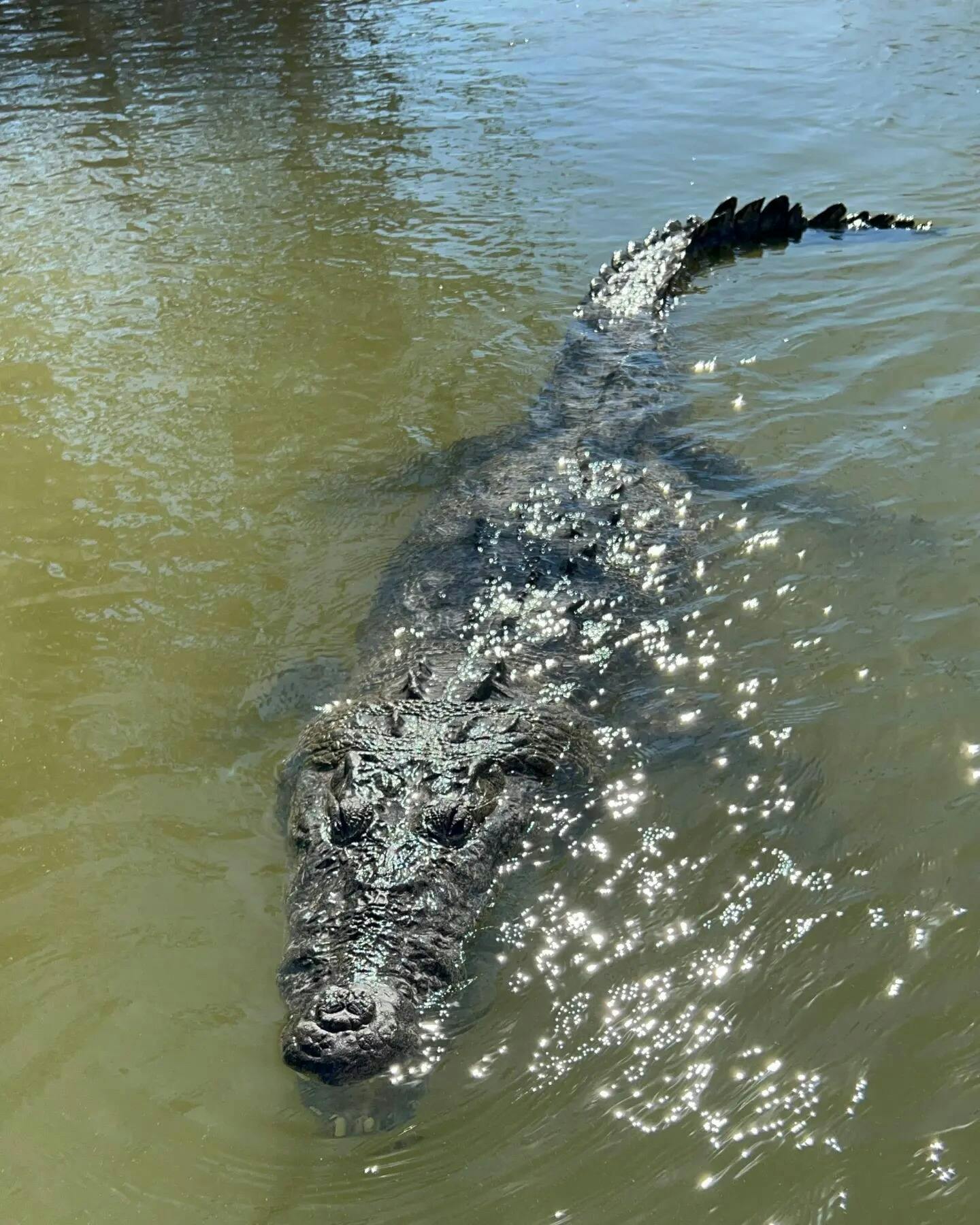Full-day Rio Lagartos and Las Coloradas guided boat tour