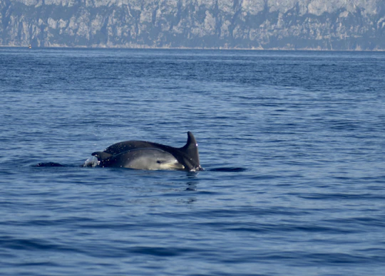 Dolphin-watching experience from Pittulongu with a marine biologist