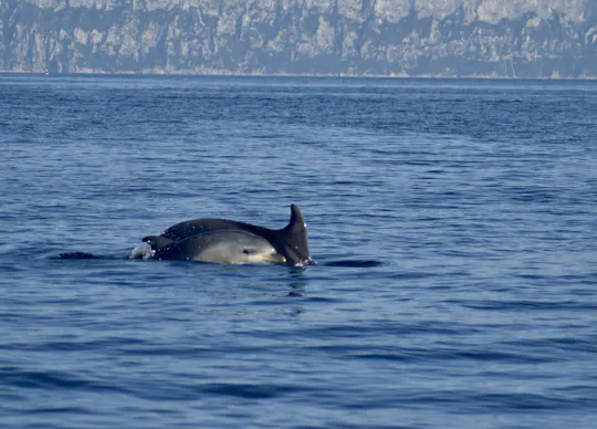 Observation des dauphins à Pittulongu avec un biologiste marin