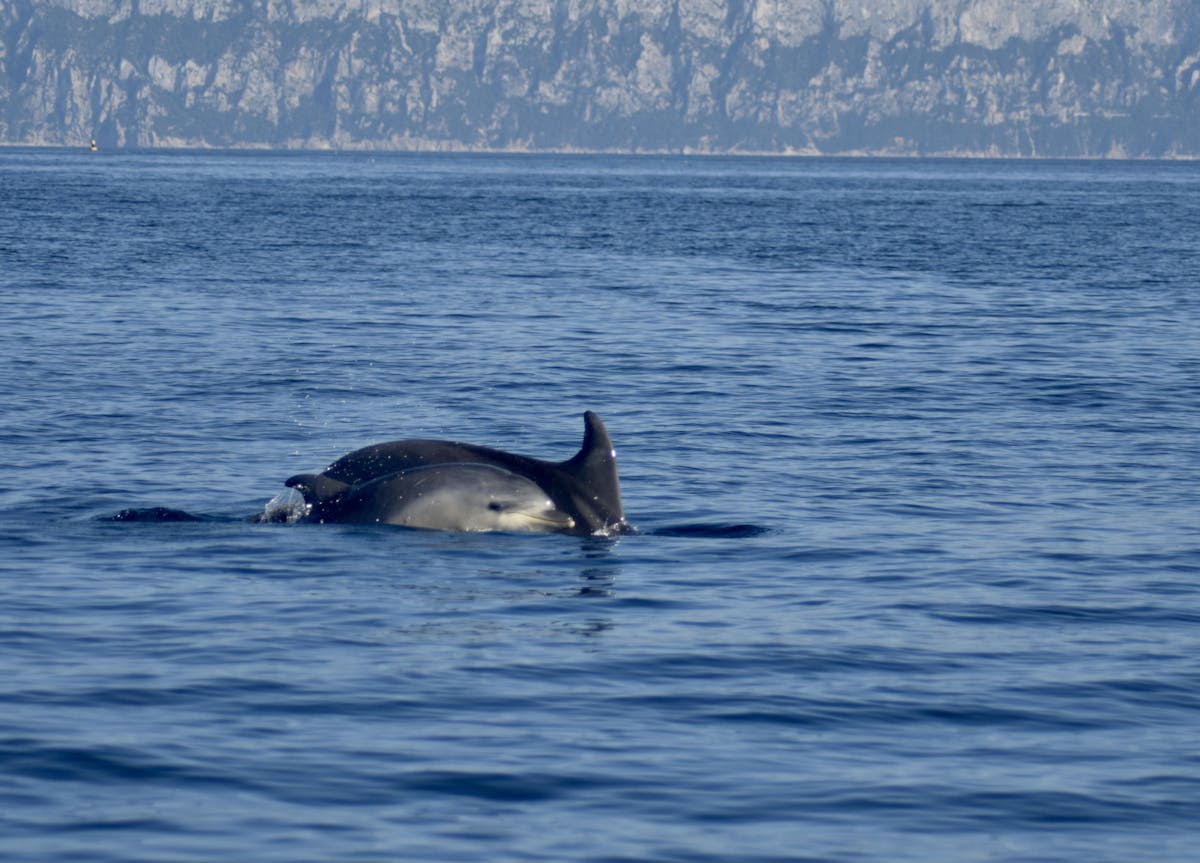 Dolfijnen kijken vanuit Pittulongu met een zeebioloog