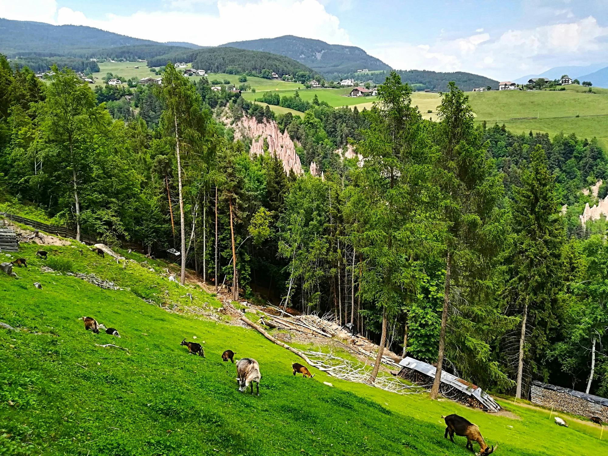 Bolzano and Renon tour with panoramic train ride
