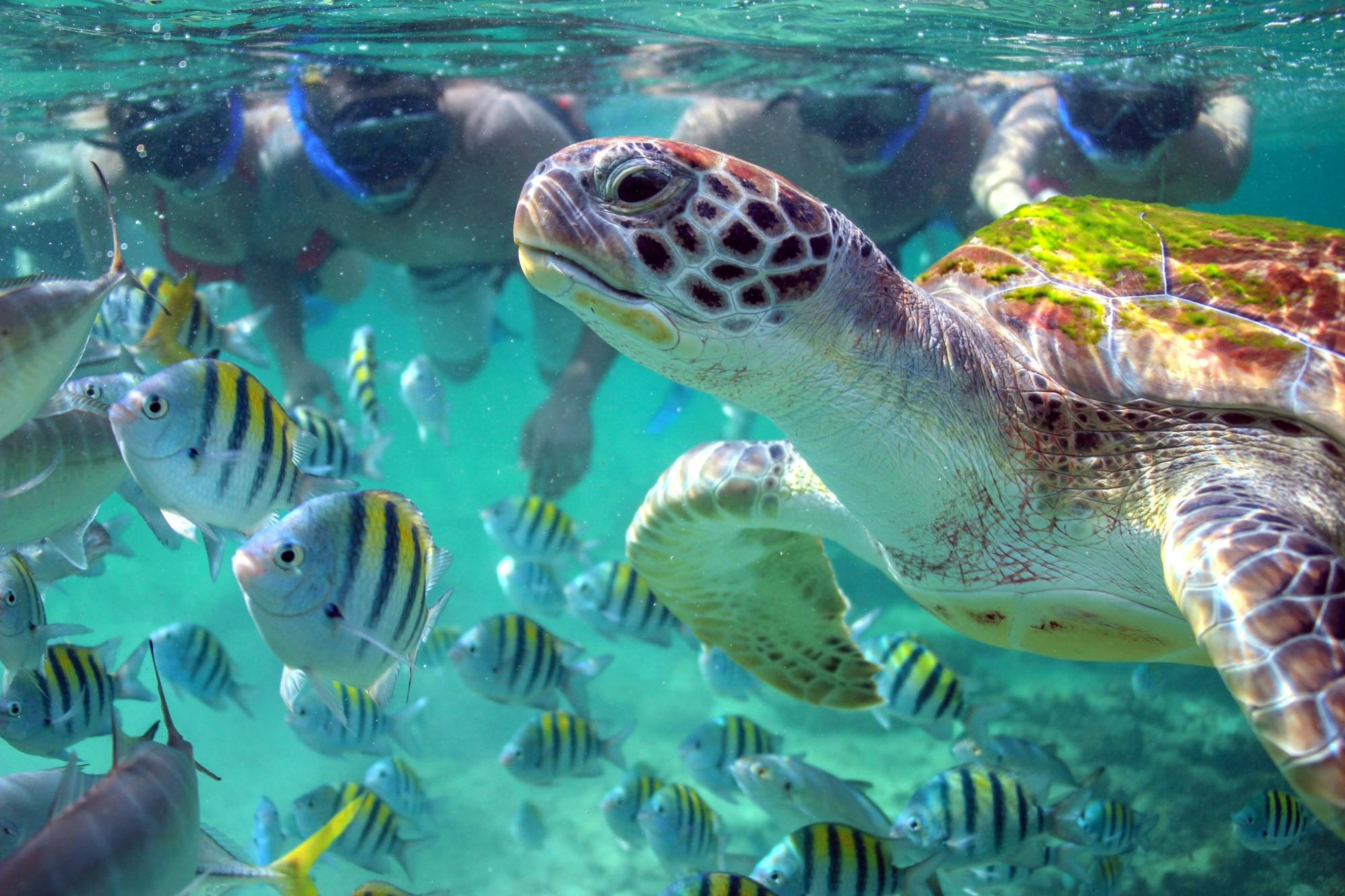 Inaf Reef Luxury Catamaran Cruise