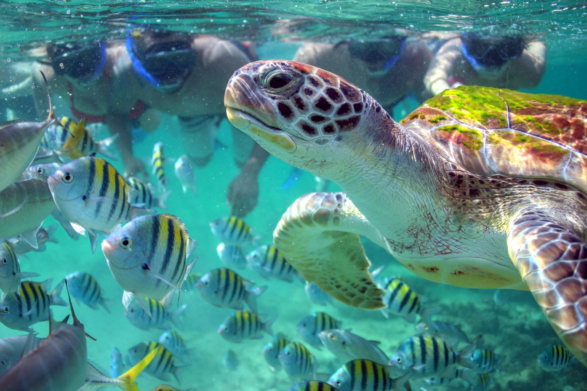 Inaf Reef Luxury Catamaran Cruise