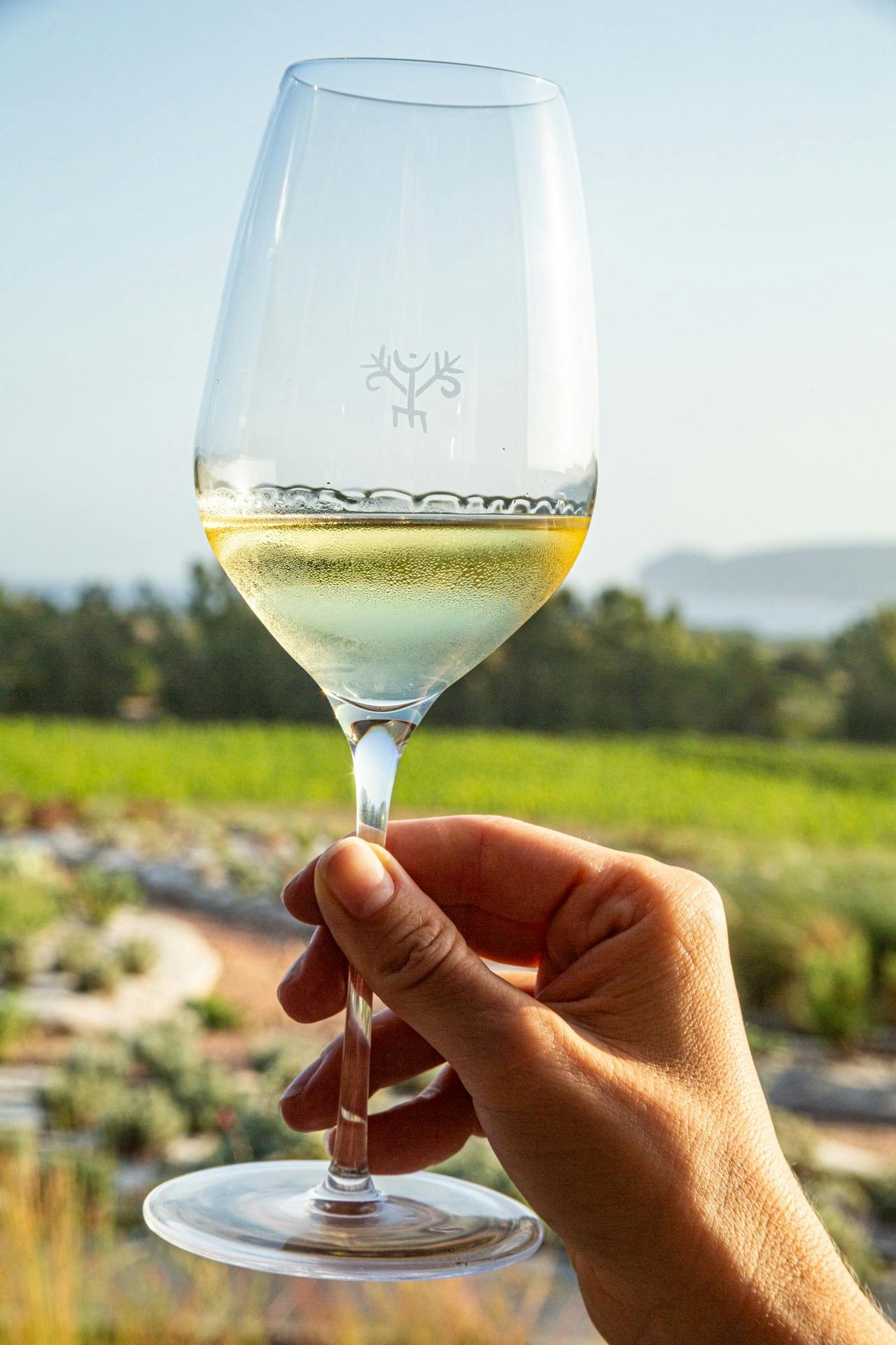 Guided vineyard tour with wine-tasting