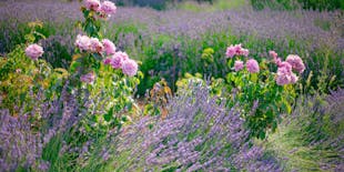 Visita al parco botanico con lezione di saponificazione da Ayia Napa e Protaras