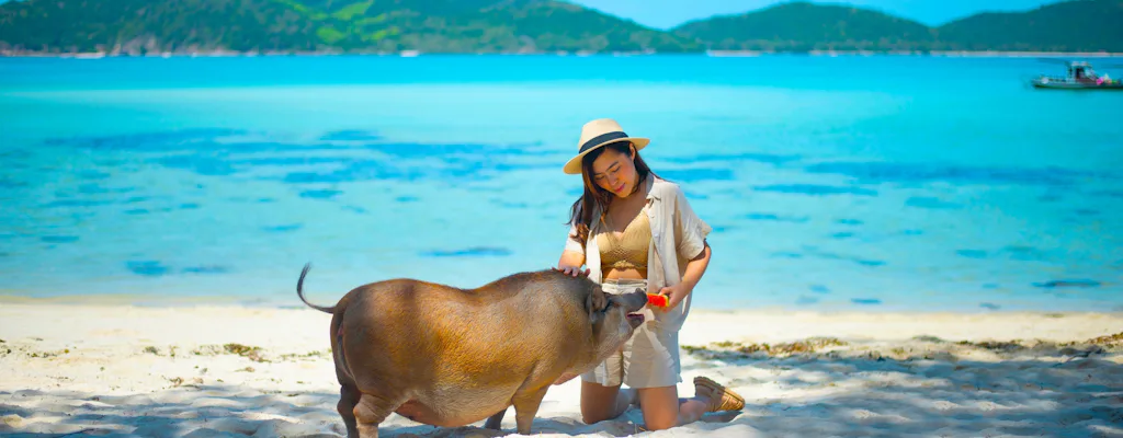 Traveller meeting a pig on the beach during the private longtail tour to Koh Mat Sum from Koh Samui
