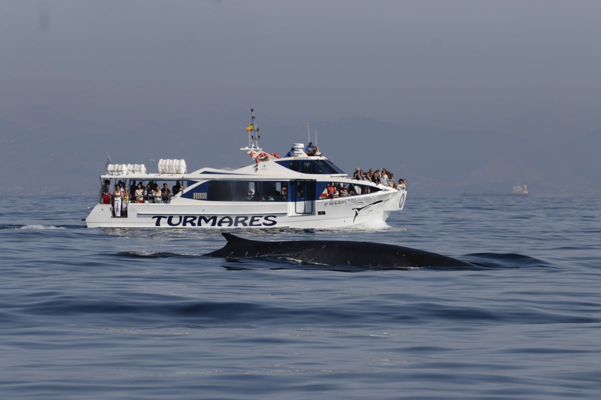 Tour di osservazione delle balene e dei delfini a Tarifa