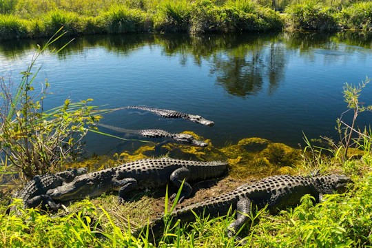 Everglades National Park nature walk & air boat ride