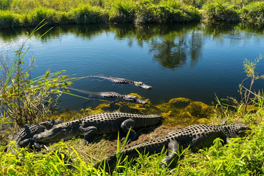 Natuurwandeling en luchtboottocht in Everglades National Park