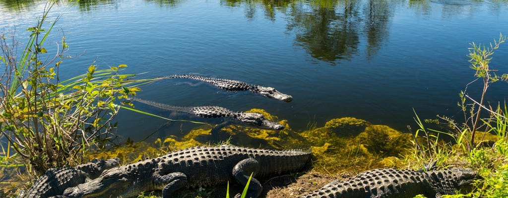 Everglades National Park nature walk & air boat ride