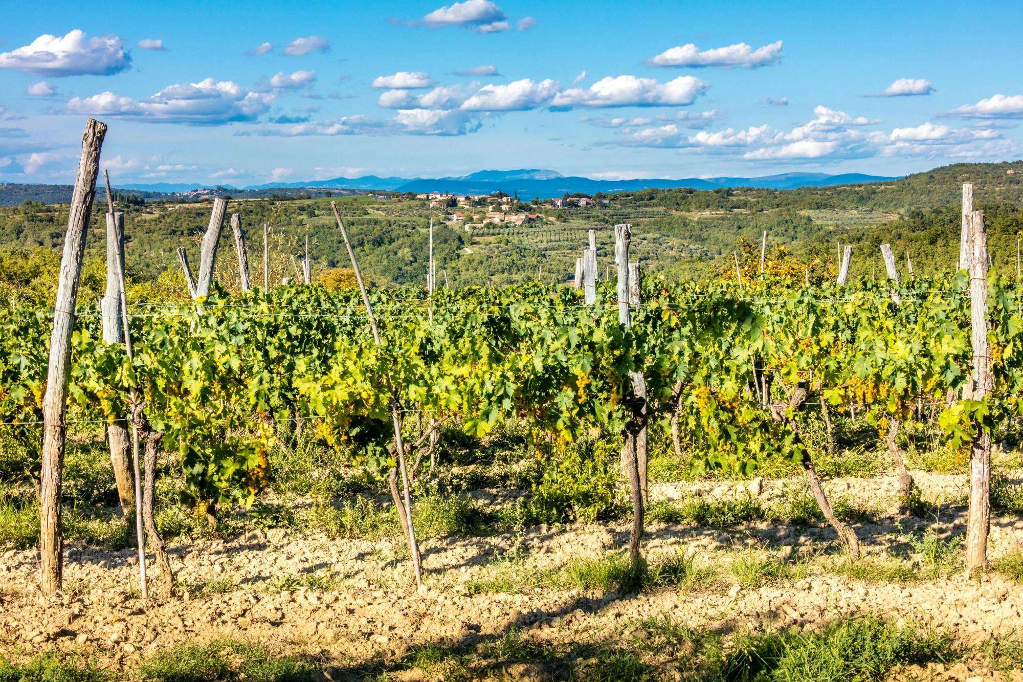 Wine party at Winery Baćac