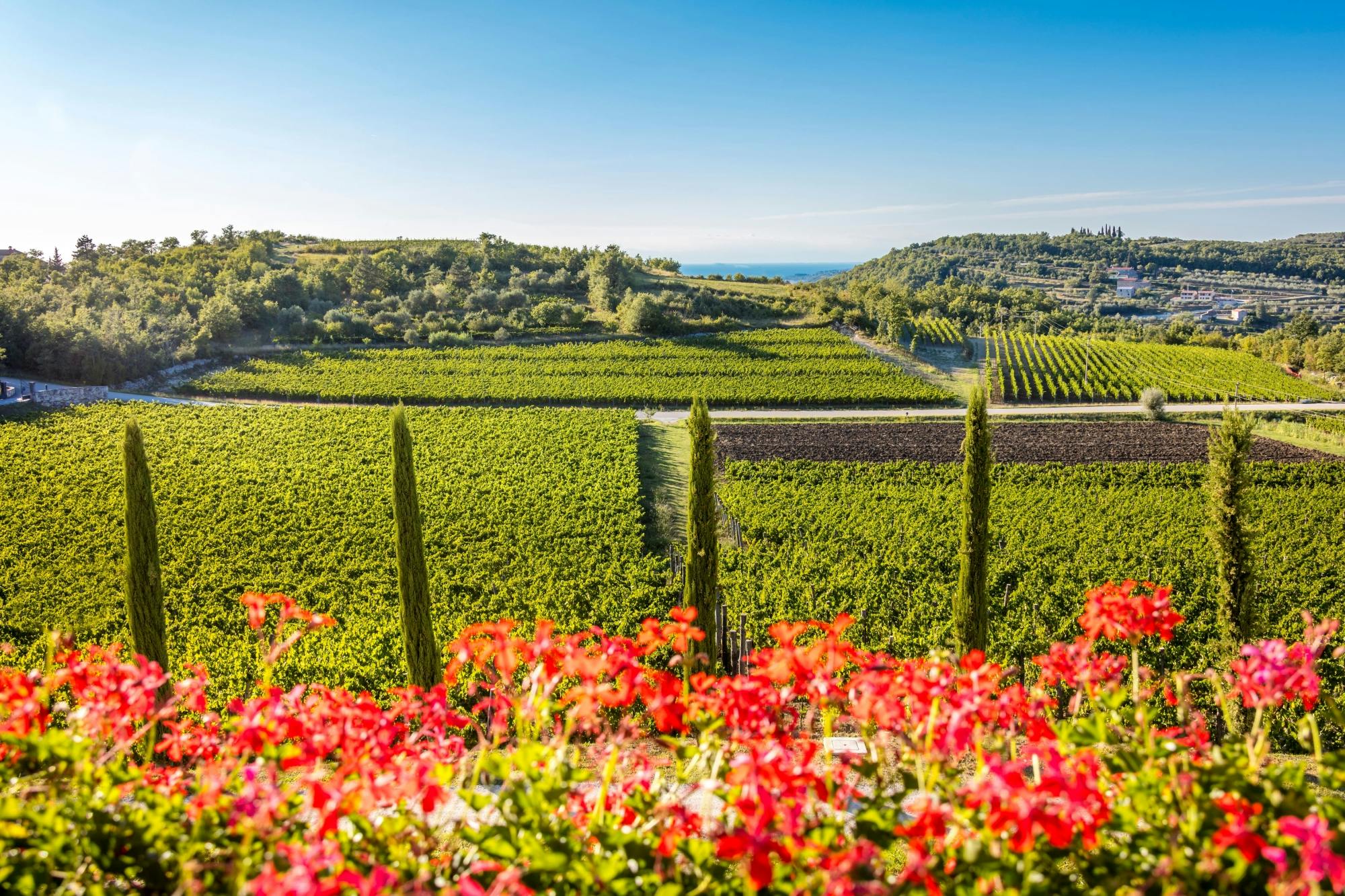 Wine party at Winery Baćac