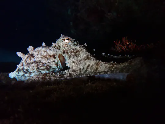Nacht snorkelen