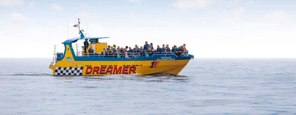 Excursion à la recherche des dauphins en mer au Portugal - petit groupe