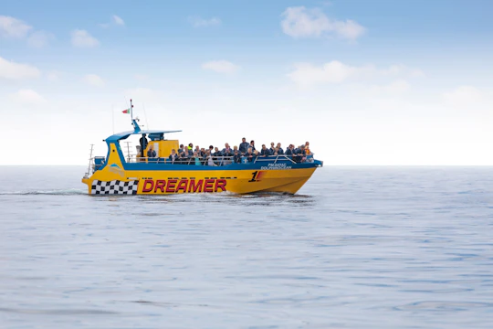 Dolphin-watching boat ride with lunch and transfers