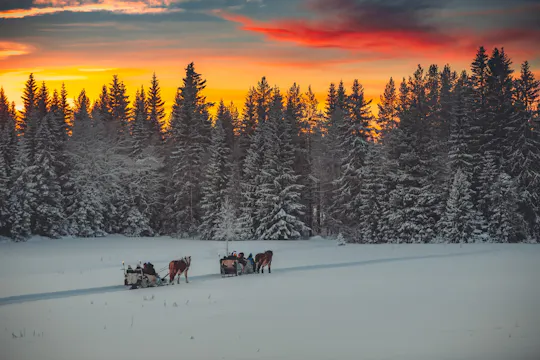 Passeio noturno de trenó puxado por cavalos com jantar em Trysil