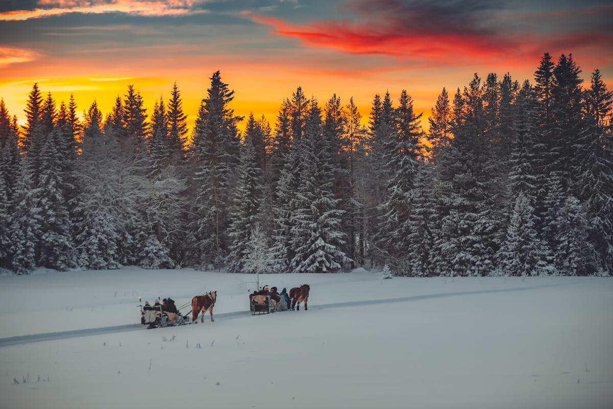 Escursione serale in slitta trainata da cavalli con cena a Trysil