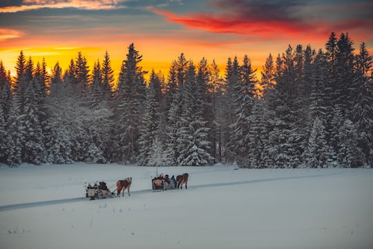 Paseo nocturno en trineo tirado por caballos con cena en Trysil