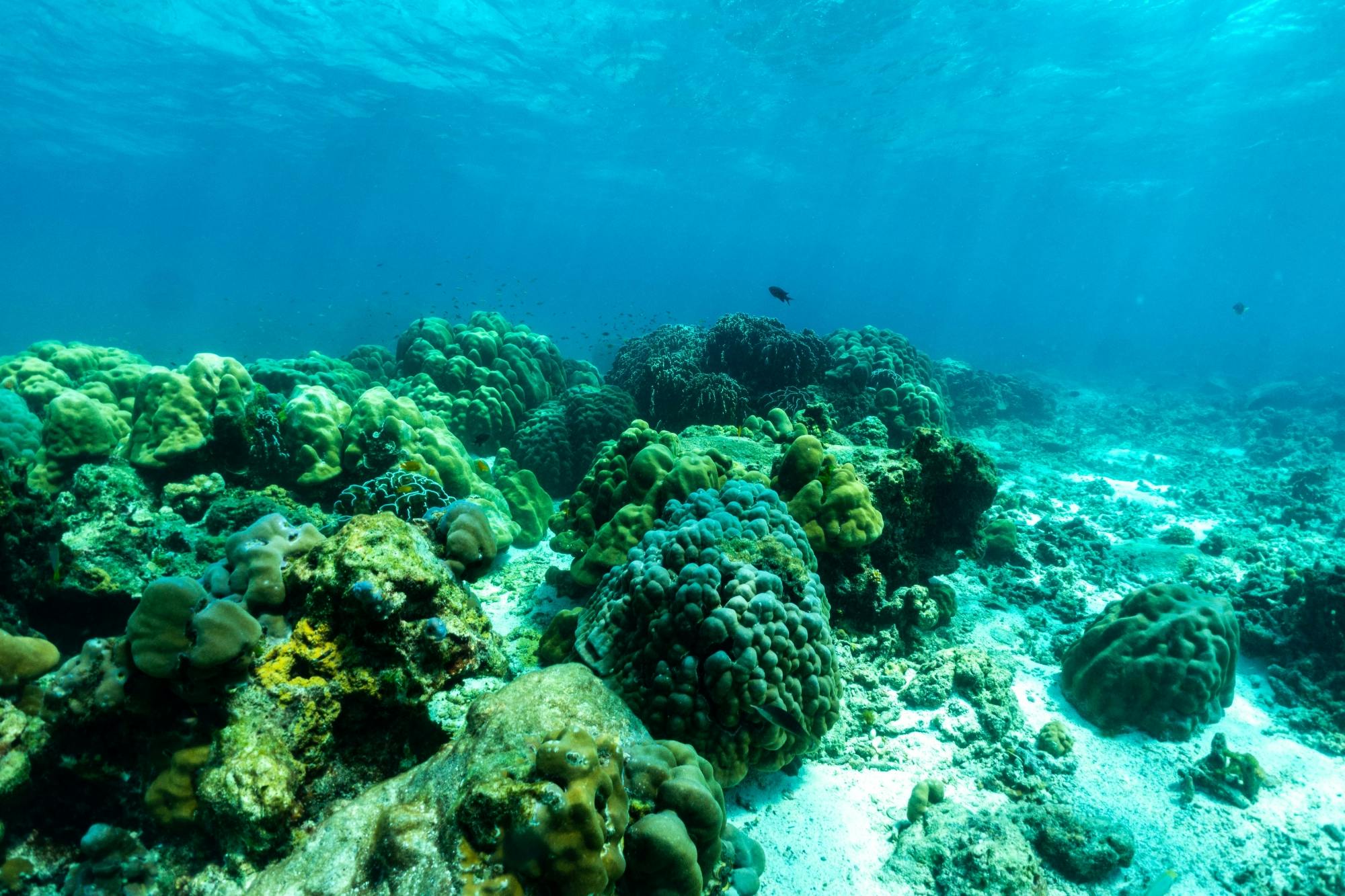 Full-day early Phi Phi and Bamboo Islands by speedboat