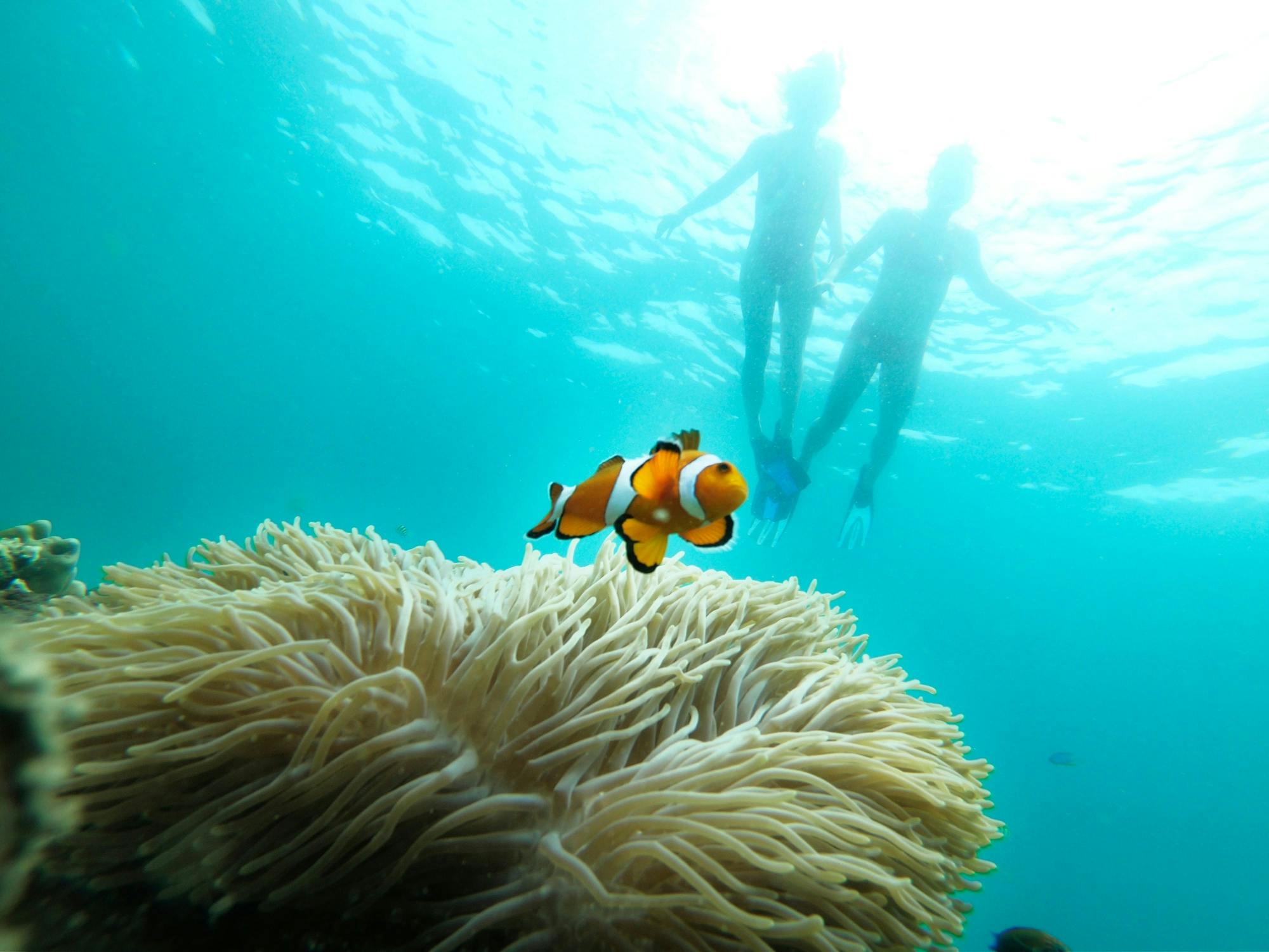 Full-day early Phi Phi and Bamboo Islands by speedboat