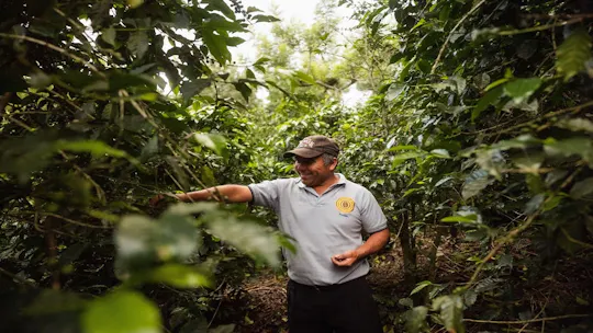 Coffee farm guided tour