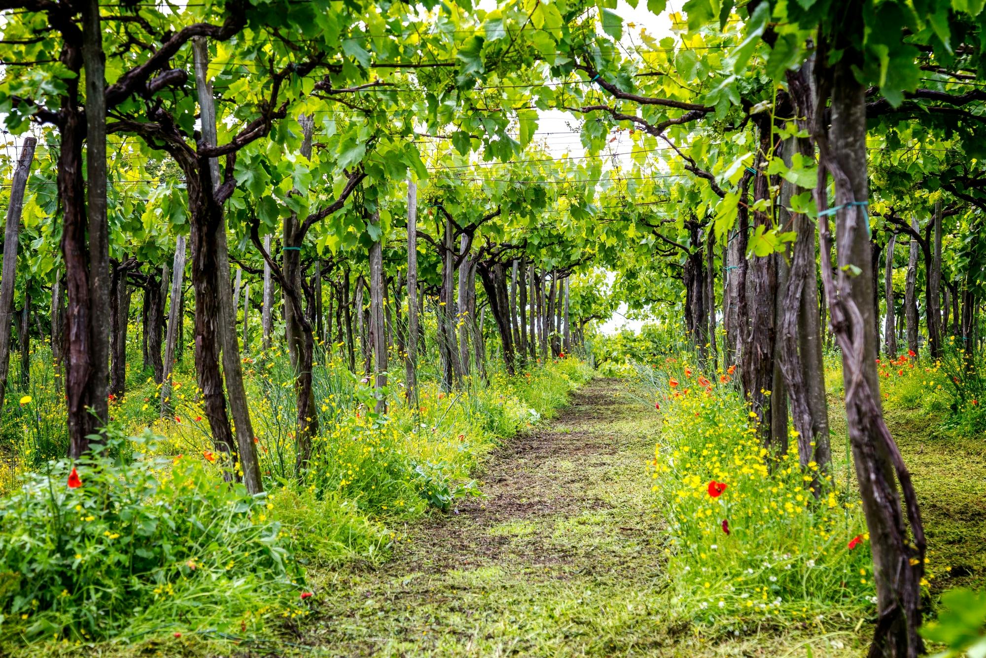 Pompeii Guided Tour & Vesuvius Wine Tasting