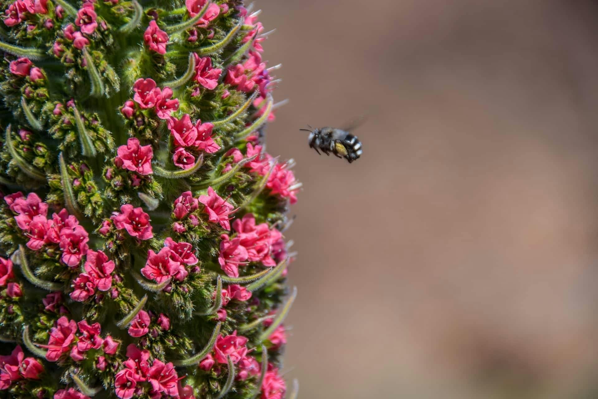 Half-day Tajinaste hiking tour in Tenerife