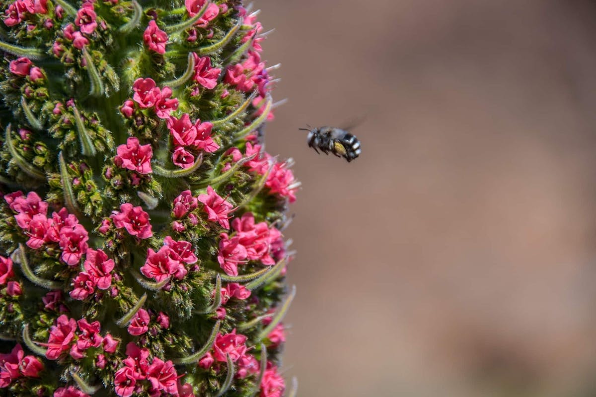 Half-day Tajinaste hiking tour in Tenerife