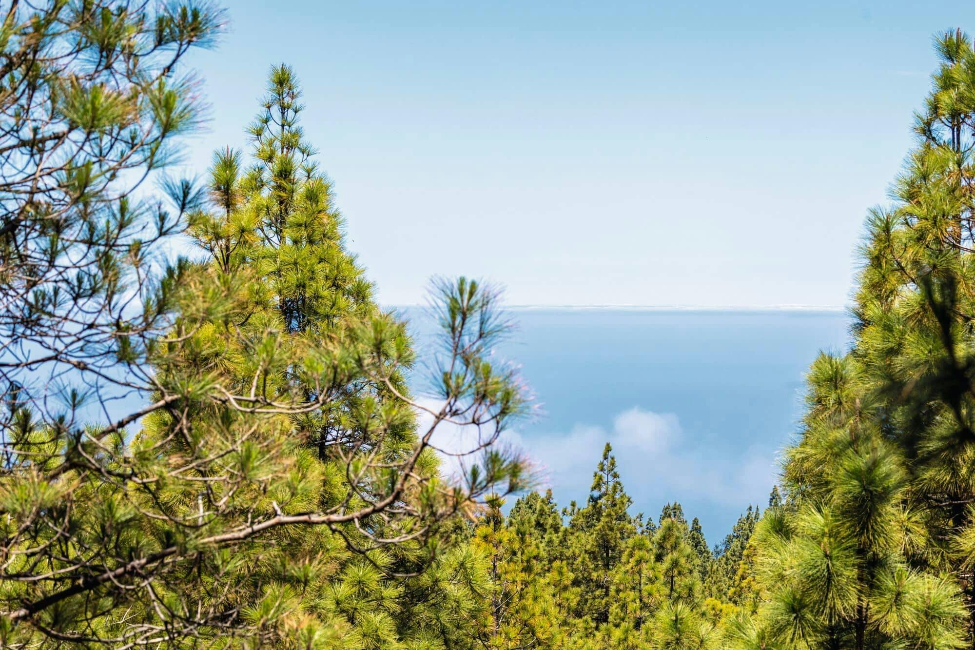 Half-day Tajinaste hiking tour in Tenerife