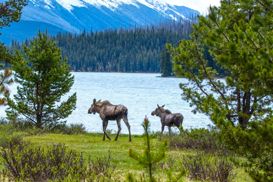 Maligne Valley wildlife and waterfalls tour with lakeside hike