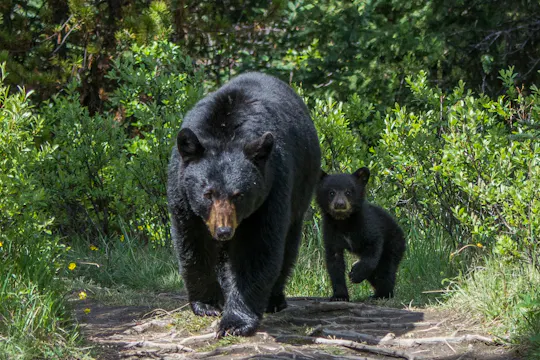 Wildtierbeobachtungsausflug im Jasper-Nationalpark