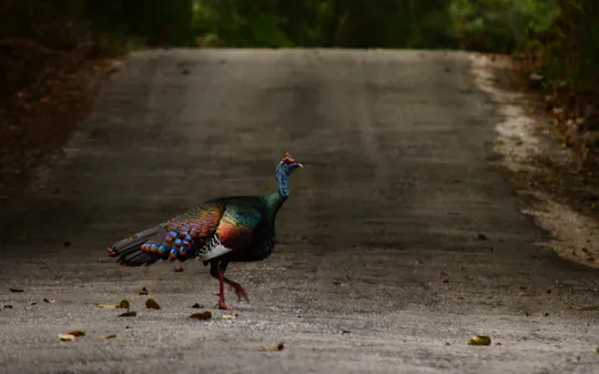 Esperienza guidata di birdwatching nell'antica città maya di Cobá con brunch