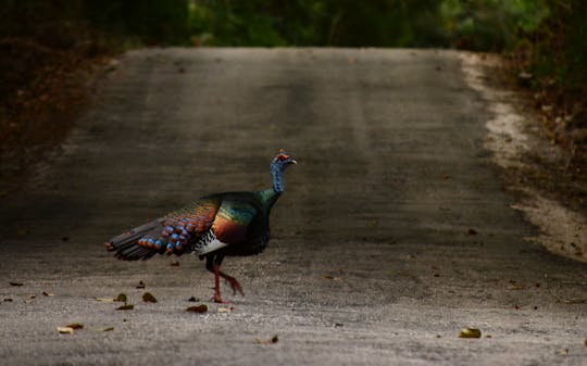 Guided birdwatching experience in Cobá ancient Maya city with brunch