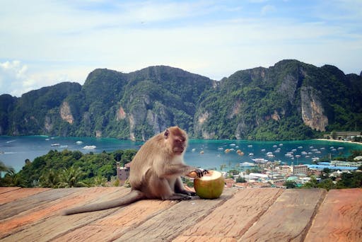Full-day Phi Phi Islands Speedboat Tour with Pileh Lagoon