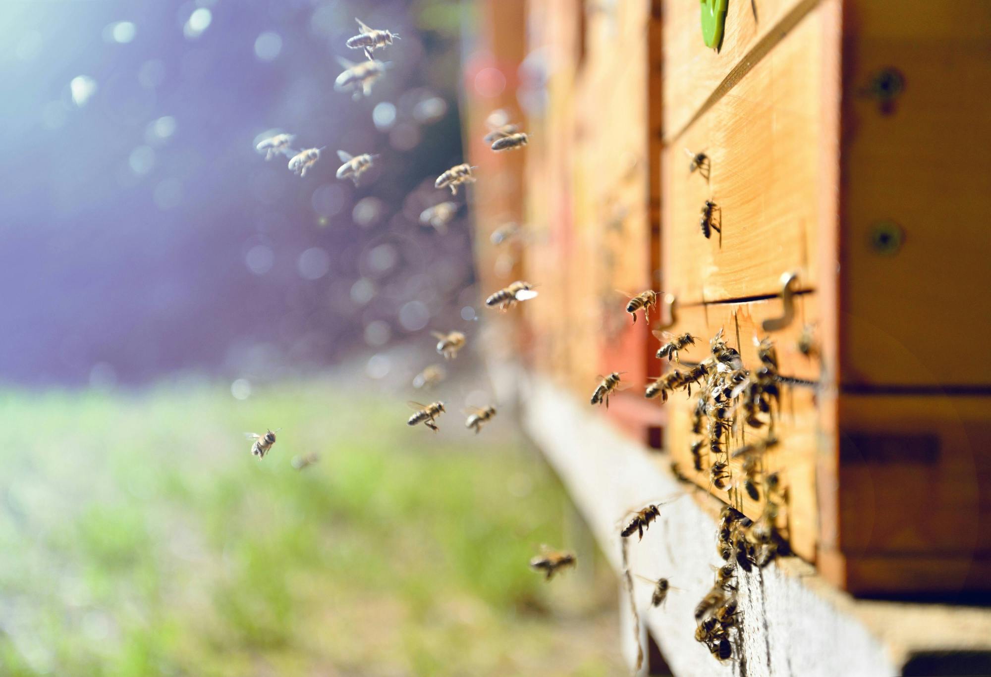 Bulgarian village half-day tour with honey and brandy tasting