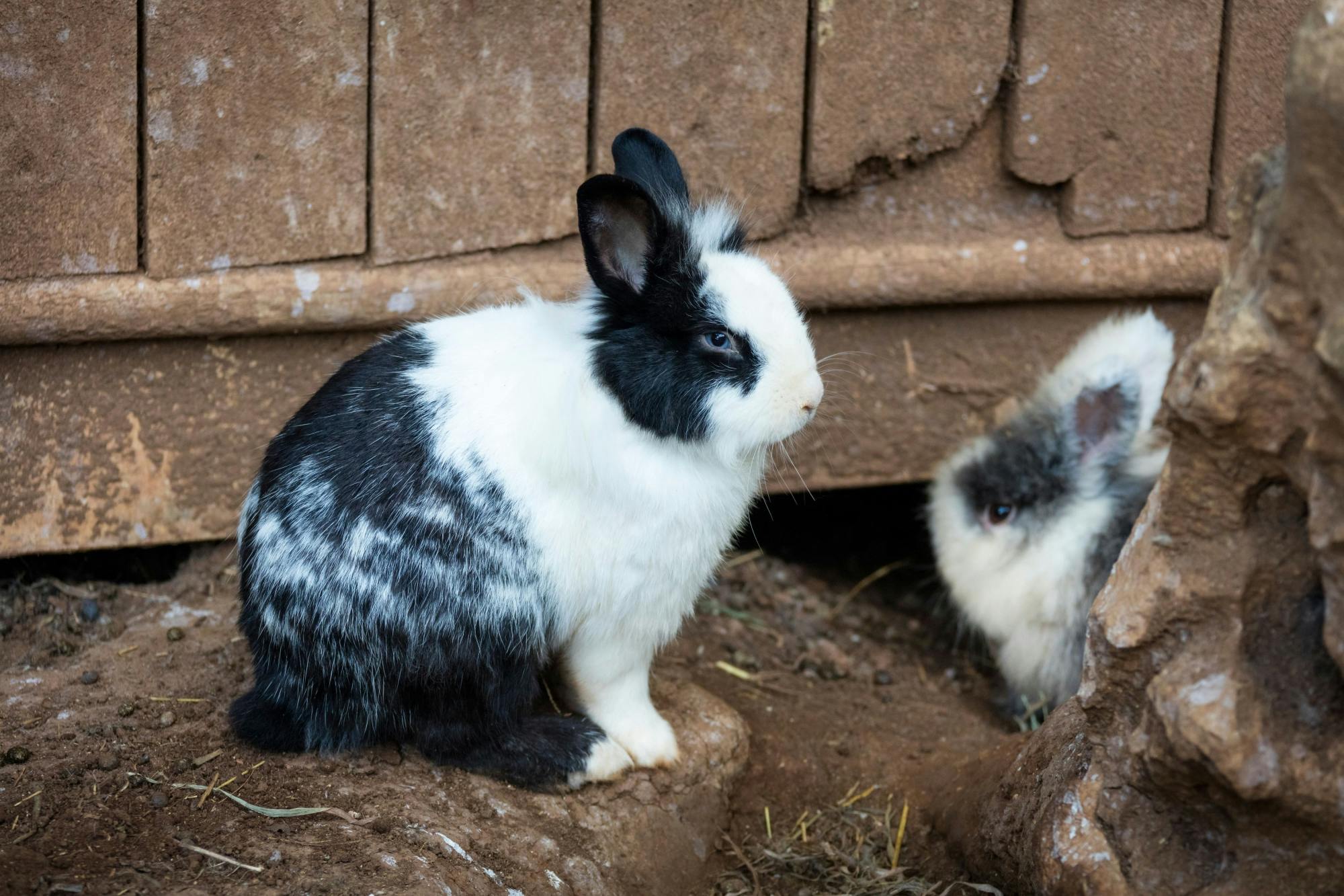 Lloc de Menorca Animal Park Ticket