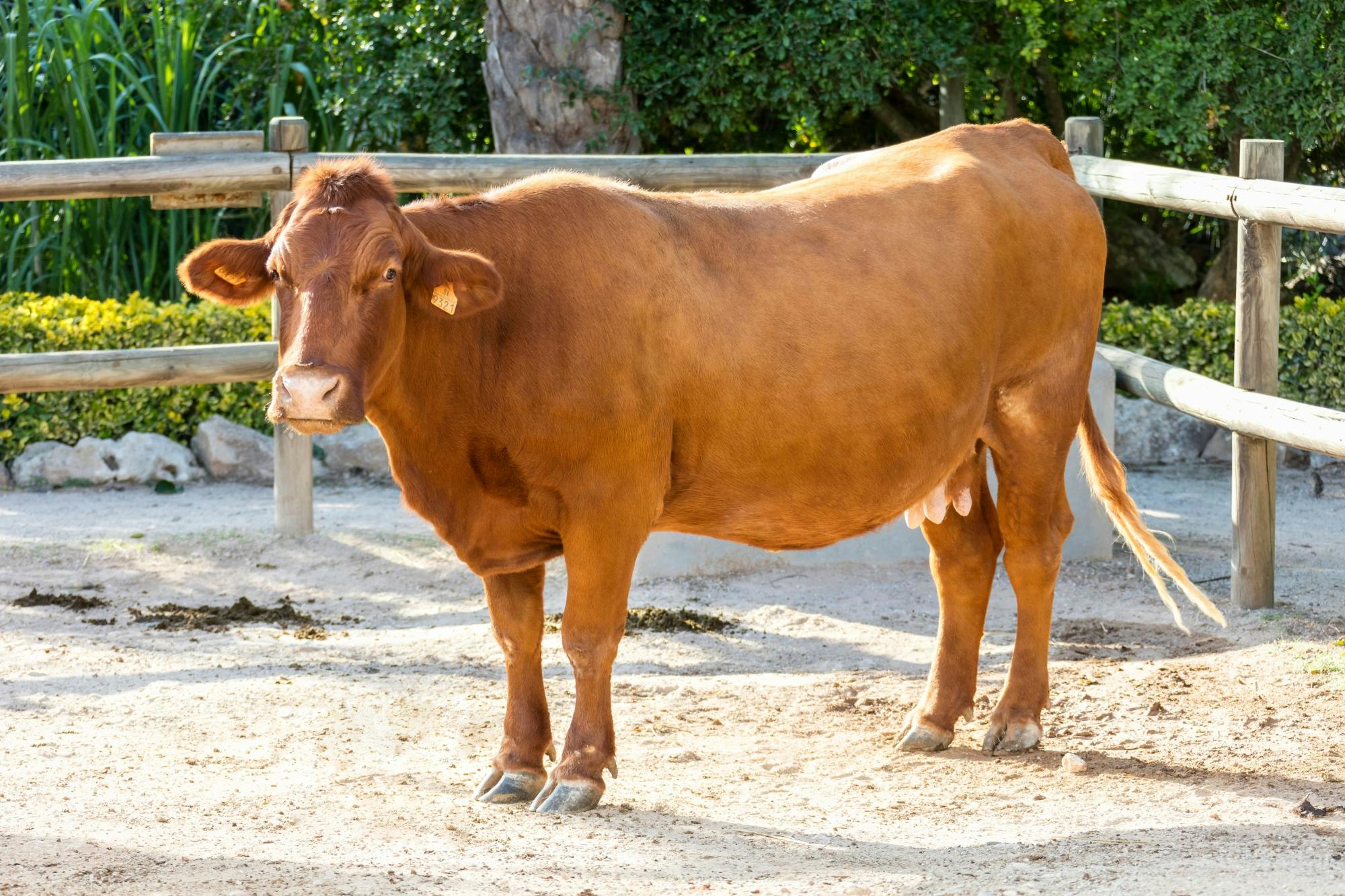 Lloc de Menorca Animal Park Ticket