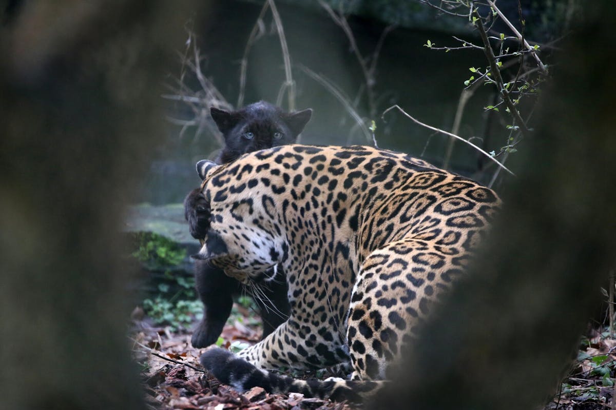 Toegangskaart ARTIS Amsterdam Royal Zoo