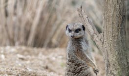 Expérience Safari de Sousse ou Hammamet au parc Friguia